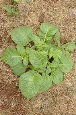 Potato plant