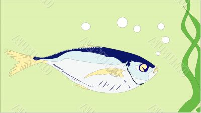 one flat fish