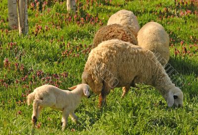 Sheeps