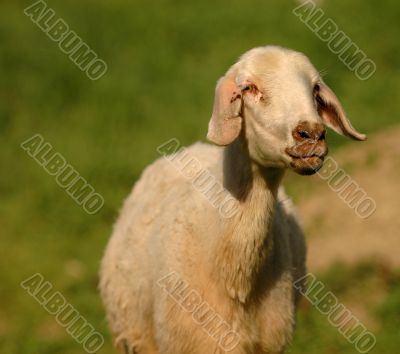 Sheep