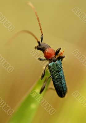 Bug