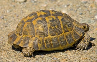 Turtle
