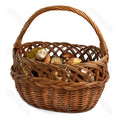basket full of wild mushrooms