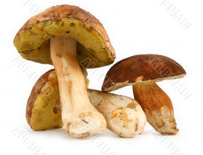 various boletus mushrooms