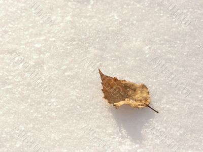 Leaf on the snow