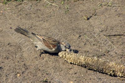 Sparrow and corn