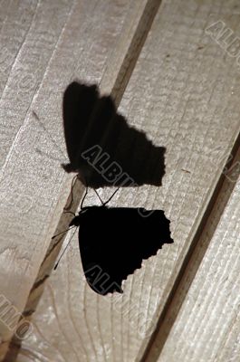 Butterfly`s silhouette