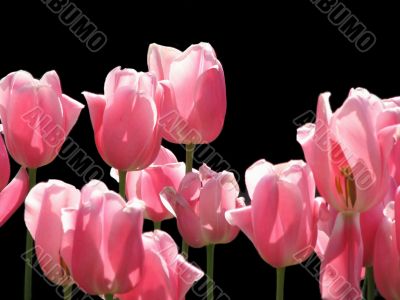 Pink tulips