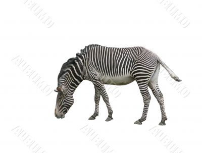 Zebra