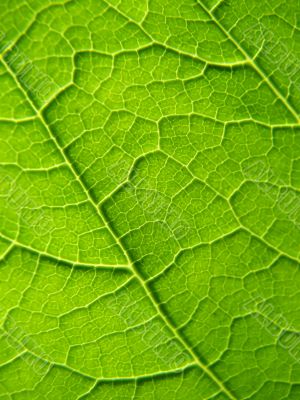 Leaf texture