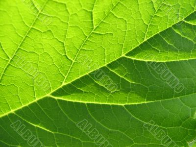 Leaf texture