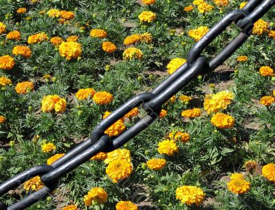 Keep off the flowers