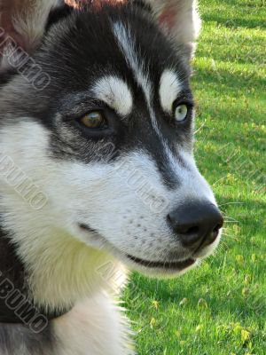 Husky`s face