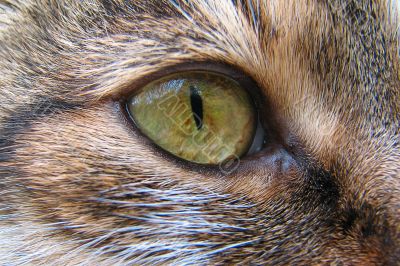 Cat`s eye