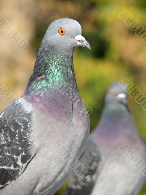 Pigeon