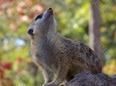 Meerkat Sitting on a Rock