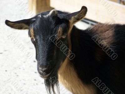 Young Black Goat