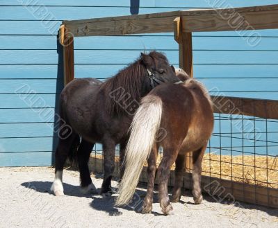 Miniature Horses