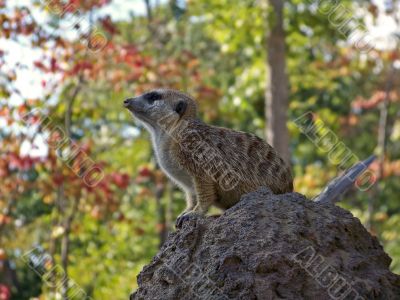 Meerkat at the Zoo