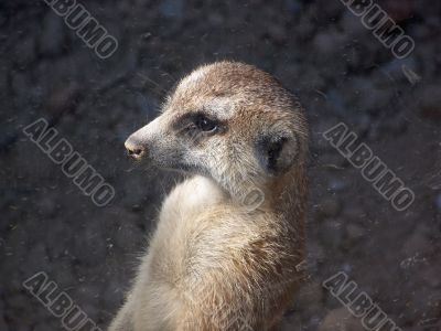 Meerkat Looking Out Window