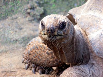 Tortoise Stare