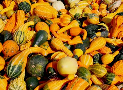 colorful gourds background