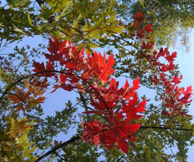 Red Autumn Leaves