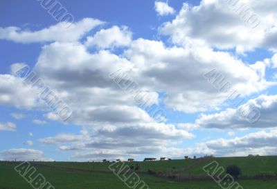 Storm Clouds Over Cows