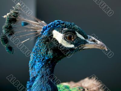 peacock macro