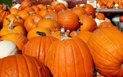 pumpkin wagon load