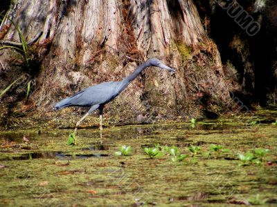 little Blue Heron