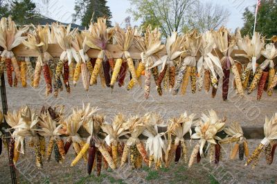 indian corn drying