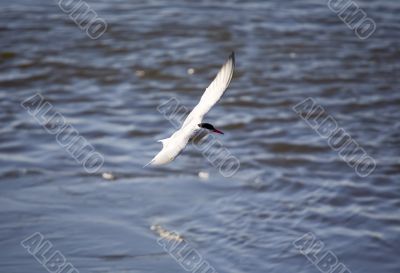 tern