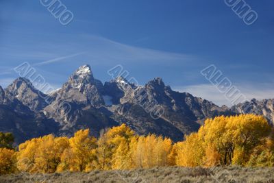 Grand Teton with autumn golden aspens