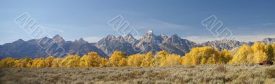 Grand Teton with autumn golden aspens