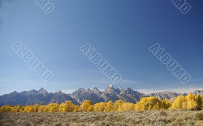 Grand Teton with autumn golden aspens