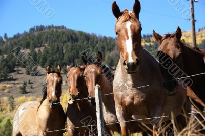 Horses and barbed wire fence