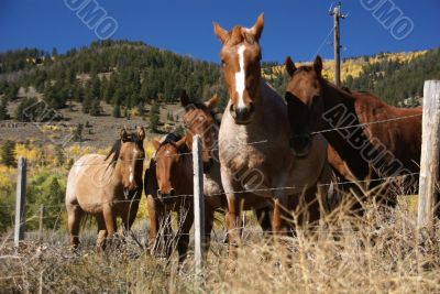 Horses and barbed wire fence