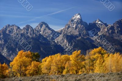 Grand Teton with autumn golden aspens