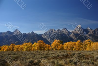 Grand Teton with autumn golden aspens