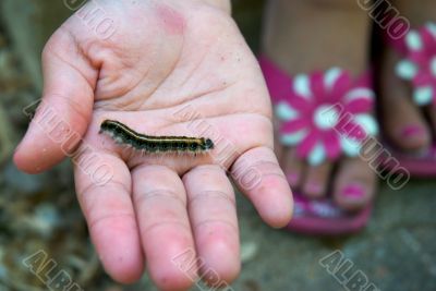 caterpillar