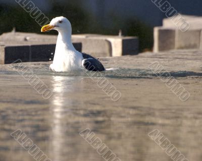 bird