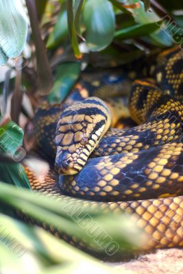 Snake