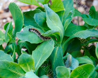 caterpillar