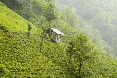 Tea Plants