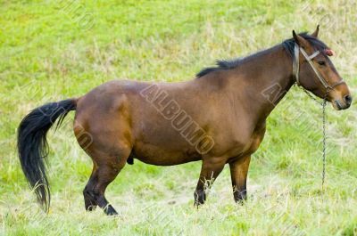 Horse