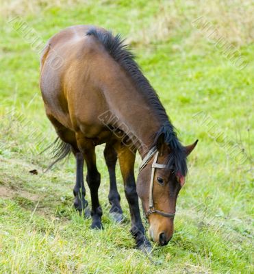 Horse