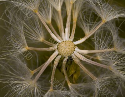 Dandelion Seeds