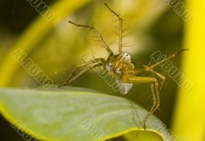 Spider