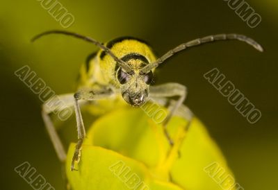 Bug